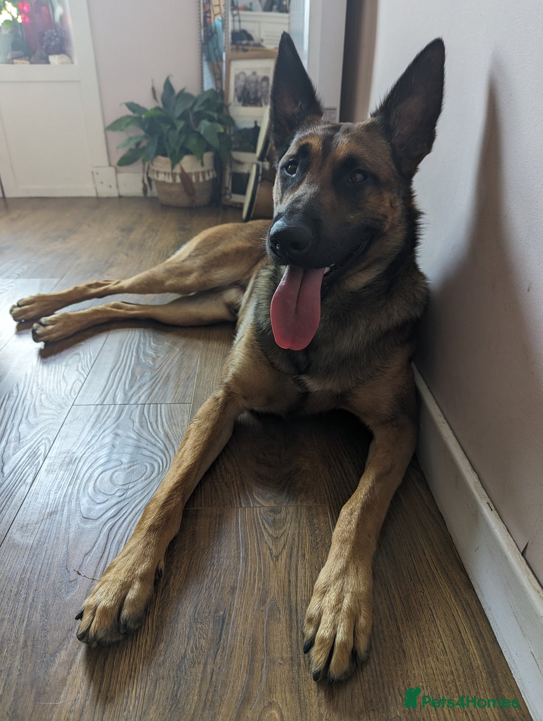 Belgian Shepherd Dog dogs for sale: Belgian Malinois For Sale - Image 2