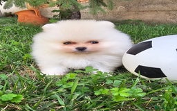 Pomeranian dogs for sale: Adorable Pomeranian Boy Puppy for Sale! - Image 1