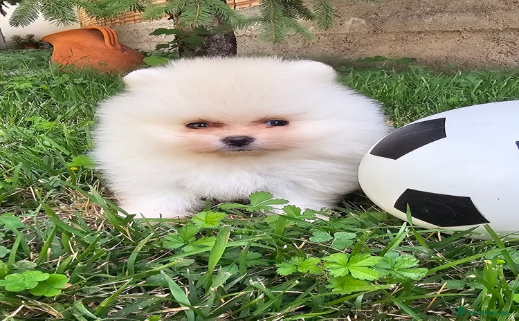 Pomeranian dogs - Advert 1