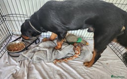 Rottweiler dogs for sale: 8 month old Rottweiler  - Image 8