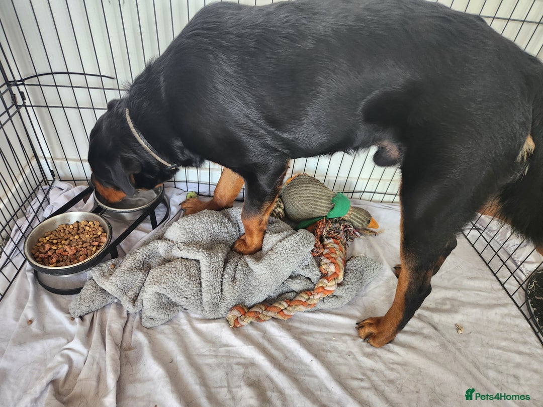 Rottweiler dogs for sale: 8 month old Rottweiler  - Image 8