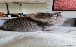Maine Coon cats for sale: SHOW QUALITY MAINE COON KITTENS  - Image 16