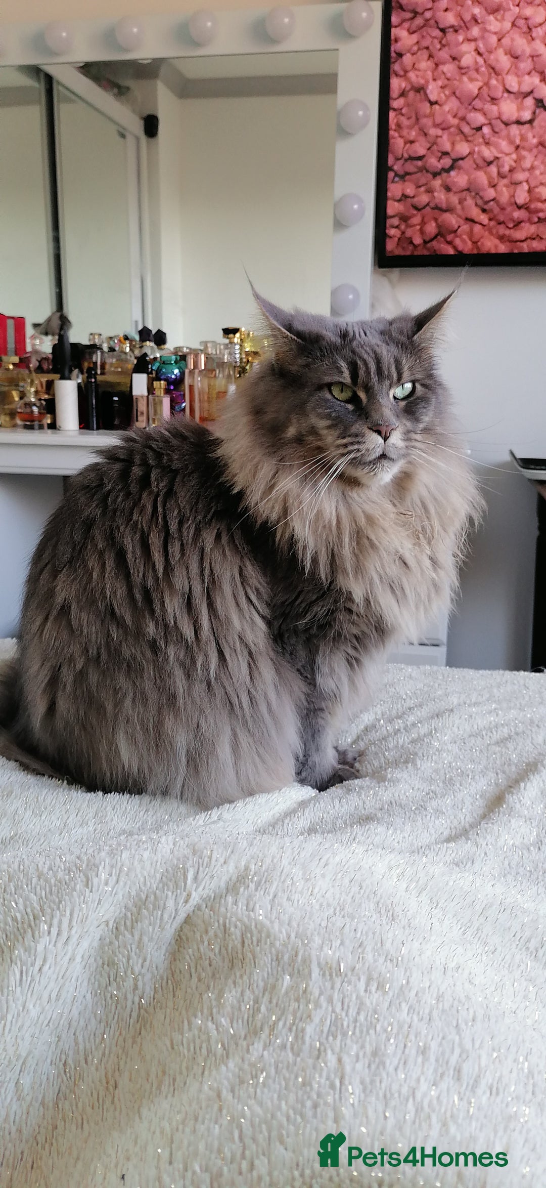 Maine Coon cats for sale: SHOW QUALITY MAINE COON KITTENS  - Image 16