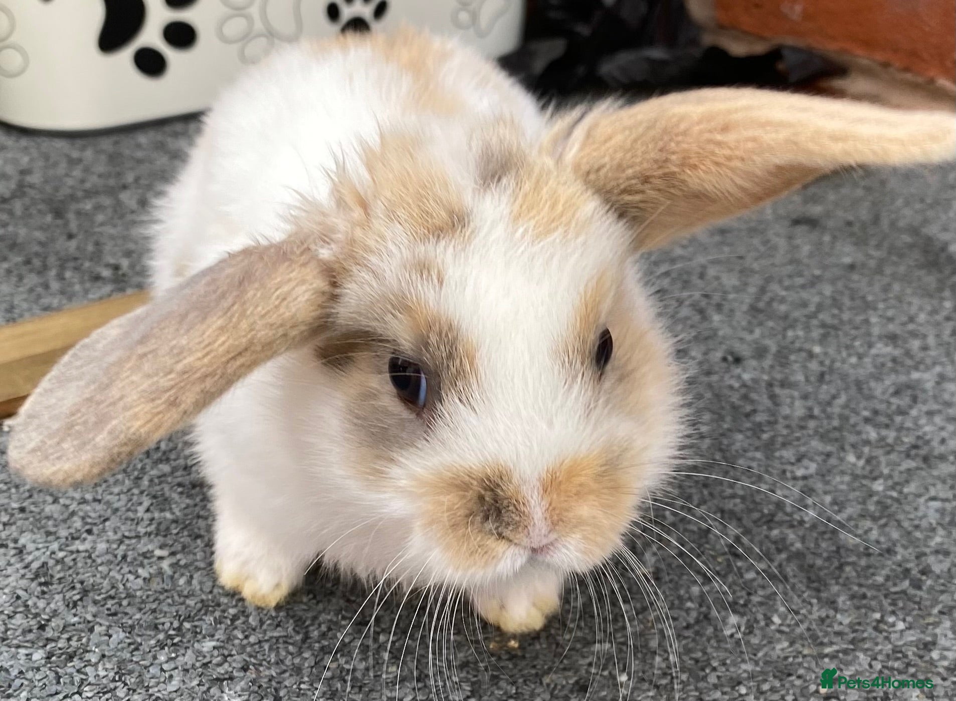 Mini Lop rabbits STUNNING PURE BREED MINI LOPS AMAZING COLOURS - Advert 10