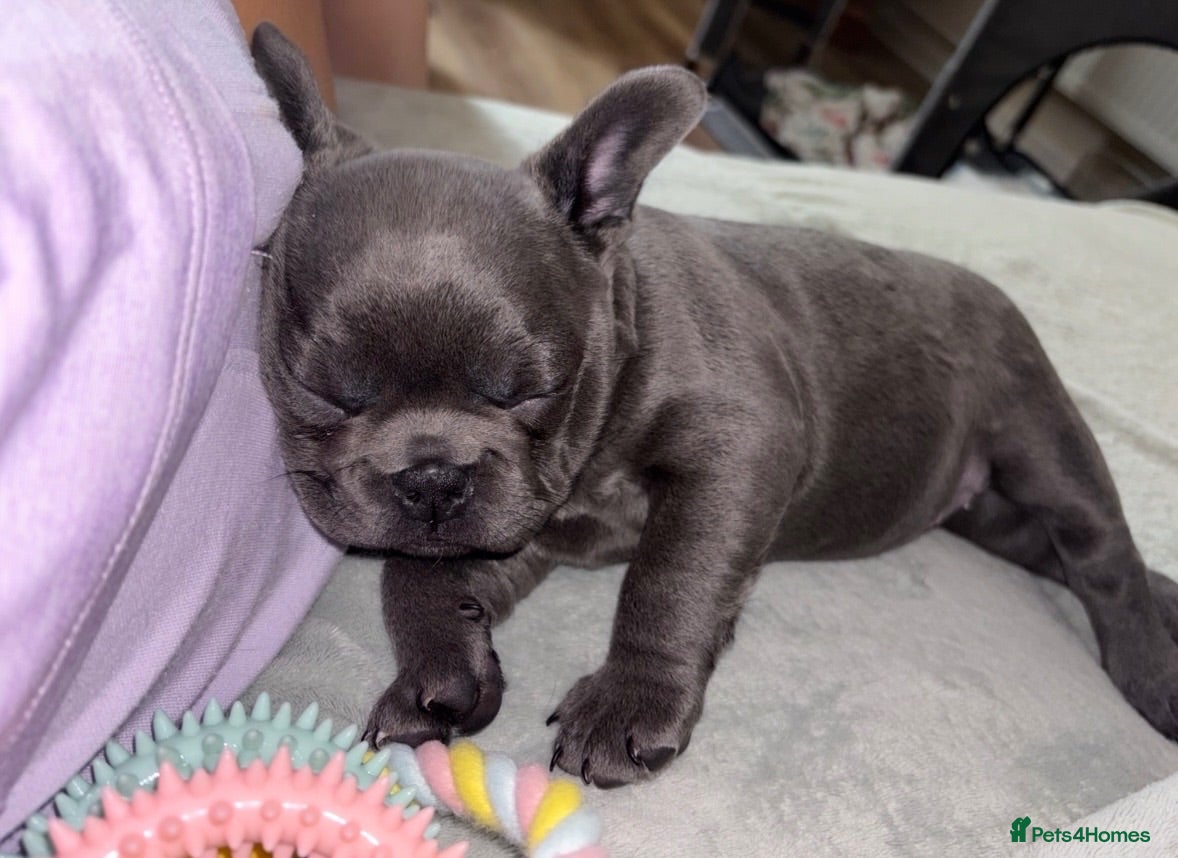 French Bulldog dogs 🐾 Beautiful 6-Week-Old Female Puppy  - Advert 2