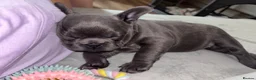 French Bulldog dogs for sale: 🐾 Beautiful 6-Week-Old Female Puppy  in High Wycombe - Advert 2