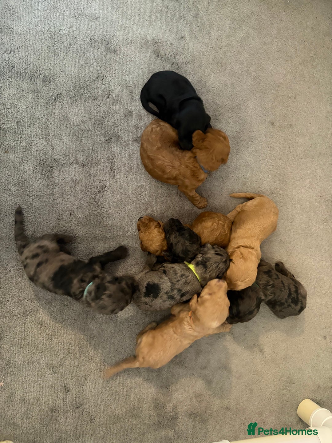 Cockapoo dogs for sale: F1bb mini cockapoo puppies  - Image 2