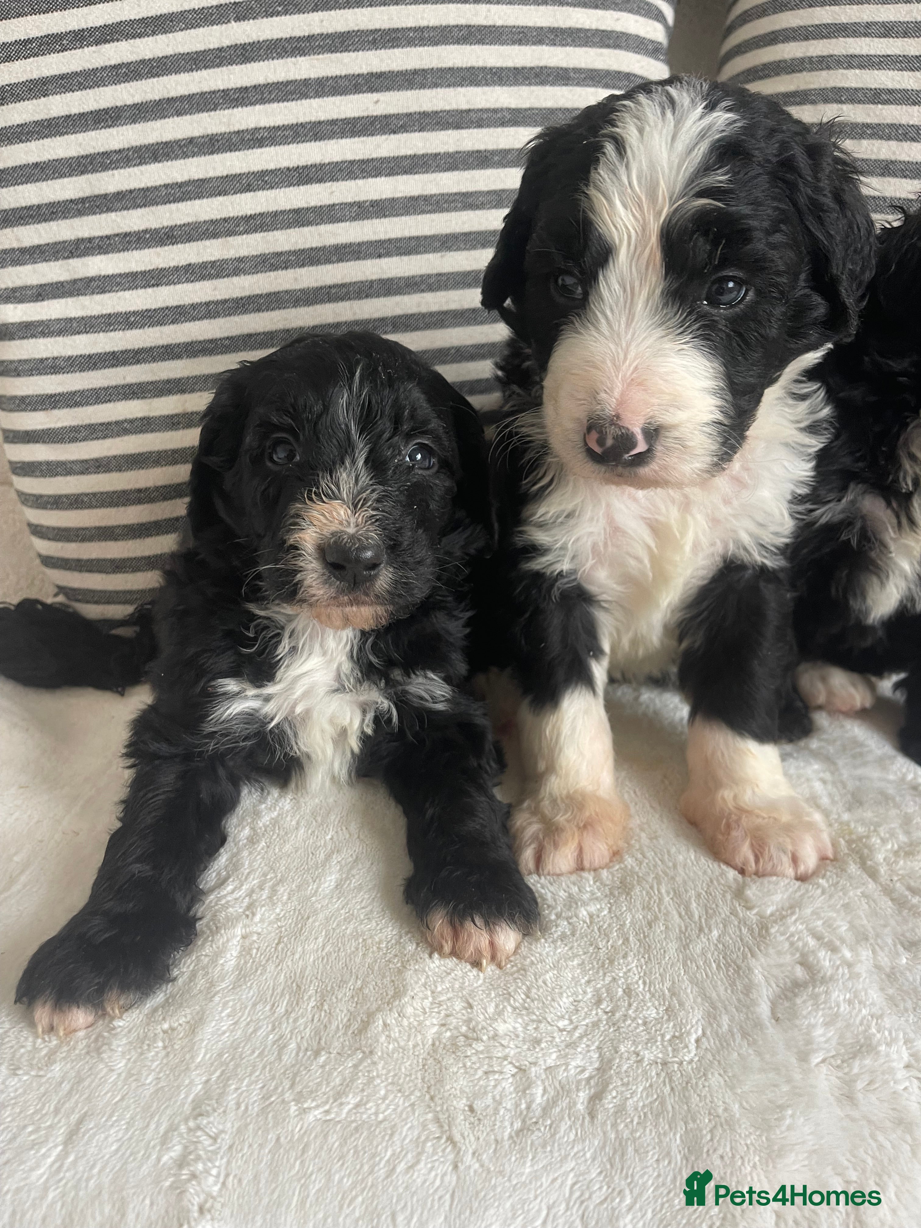 Bernedoodle dogs STUNNING DNA CLEAR F1 BERNEDOODLES - Advert 18