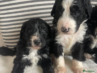 Bernedoodle dogs STUNNING DNA CLEAR F1 BERNEDOODLES - Advert 3