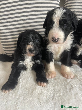 Bernedoodle dogs STUNNING DNA CLEAR F1 BERNEDOODLES - Advert 4
