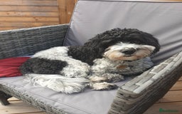 Cavachon dogs for sale: Up for adoption - Image 8
