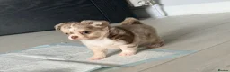 Chihuahua dogs for sale: Long coat chihuahua  - Advert 7