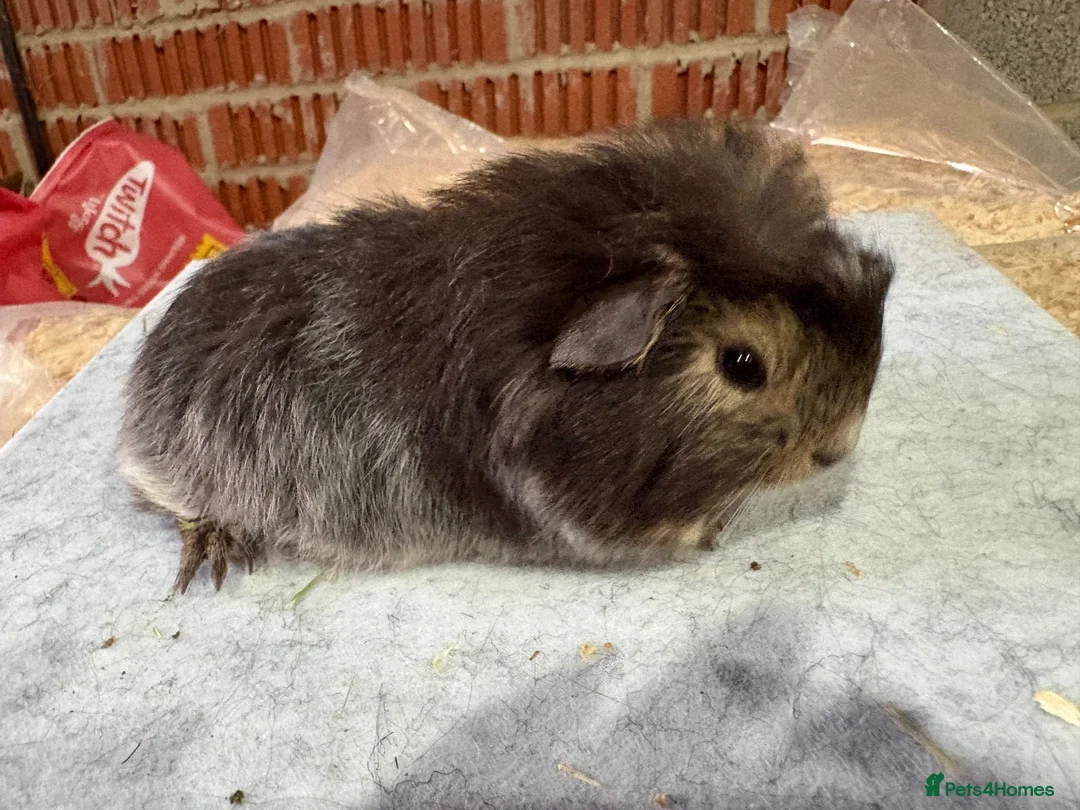 Guinea Pig rodents for sale: Bonded guinea pigs - mixed ages - Advert 2