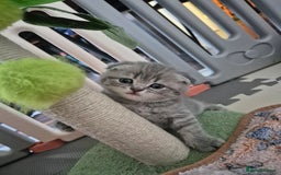 Scottish Fold cats for sale: Scottish Fold/Straight kittens  - Image 5