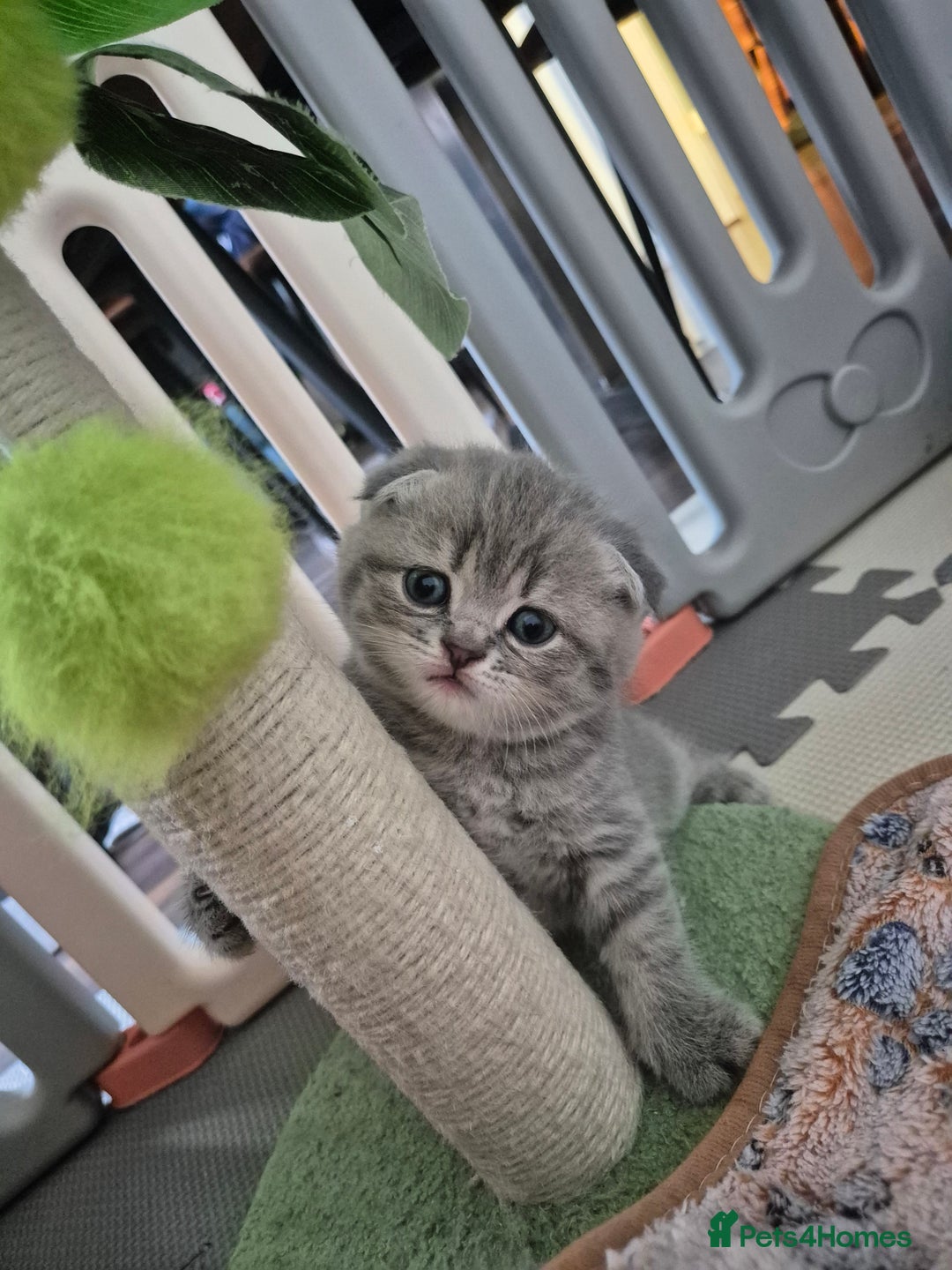Scottish Fold cats for sale: Scottish Fold/Straight kittens  - Image 5