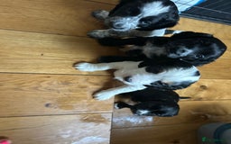 Cocker Spaniel dogs for sale: Beautiful Working Cocker Spaniel puppies - Advert 5