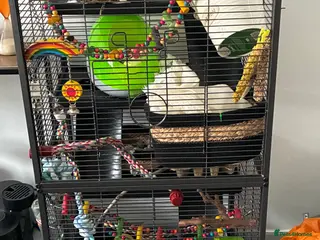 Rat rodents Ben and Jerry - Advert 6