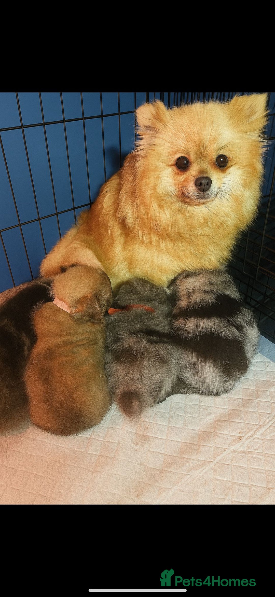 Pomeranian dogs for sale: Puppies Ready for new homes  - Advert 33