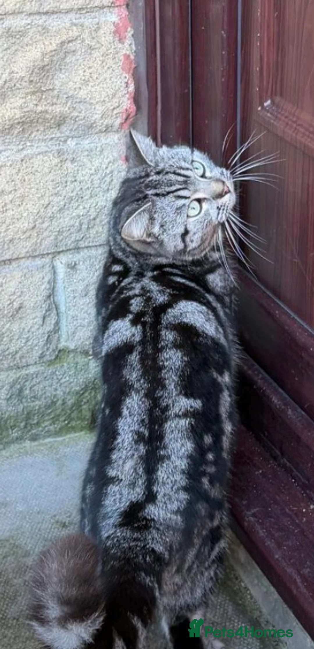 Mixed Breed cats for sale: Stunning 9 week old Tabby Female Kitten - Advert 3