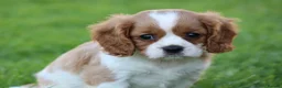 Mixed Breed dogs for sale: Playful Pugalier puppies for sale!  - Advert 34