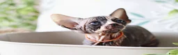 Sphynx cats for sale: Beautiful Pedigree Sphynx Kittens  - Advert 24