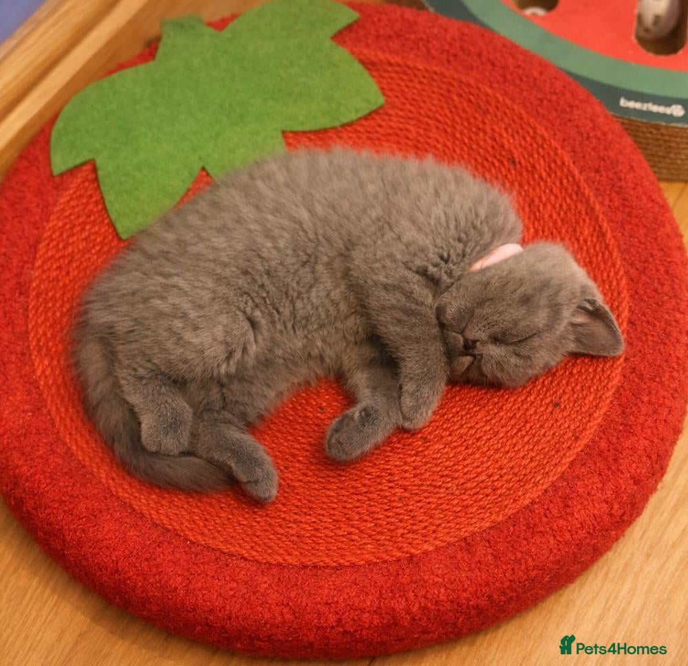 British Shorthair cats **Last Kitten remaining, Ready to collect**** - Advert 2