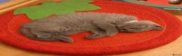 British Shorthair cats for sale: *Ready to leave in 1 week* Blue BSH GCCF Kittens  - Advert 8