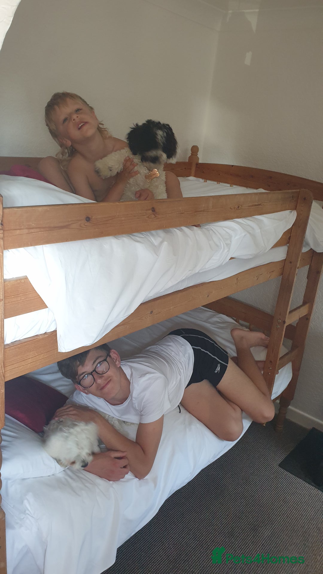 Bichon Frise dogs for sale: Bishon poppy's available  - Image 25