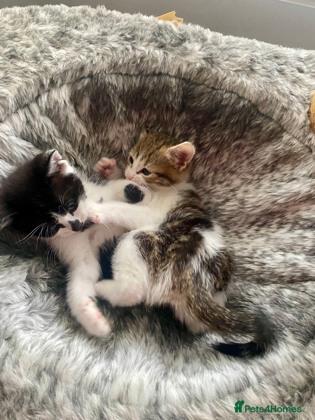 Mixed Breed cats for sale: Kittens for sale - Advert 2