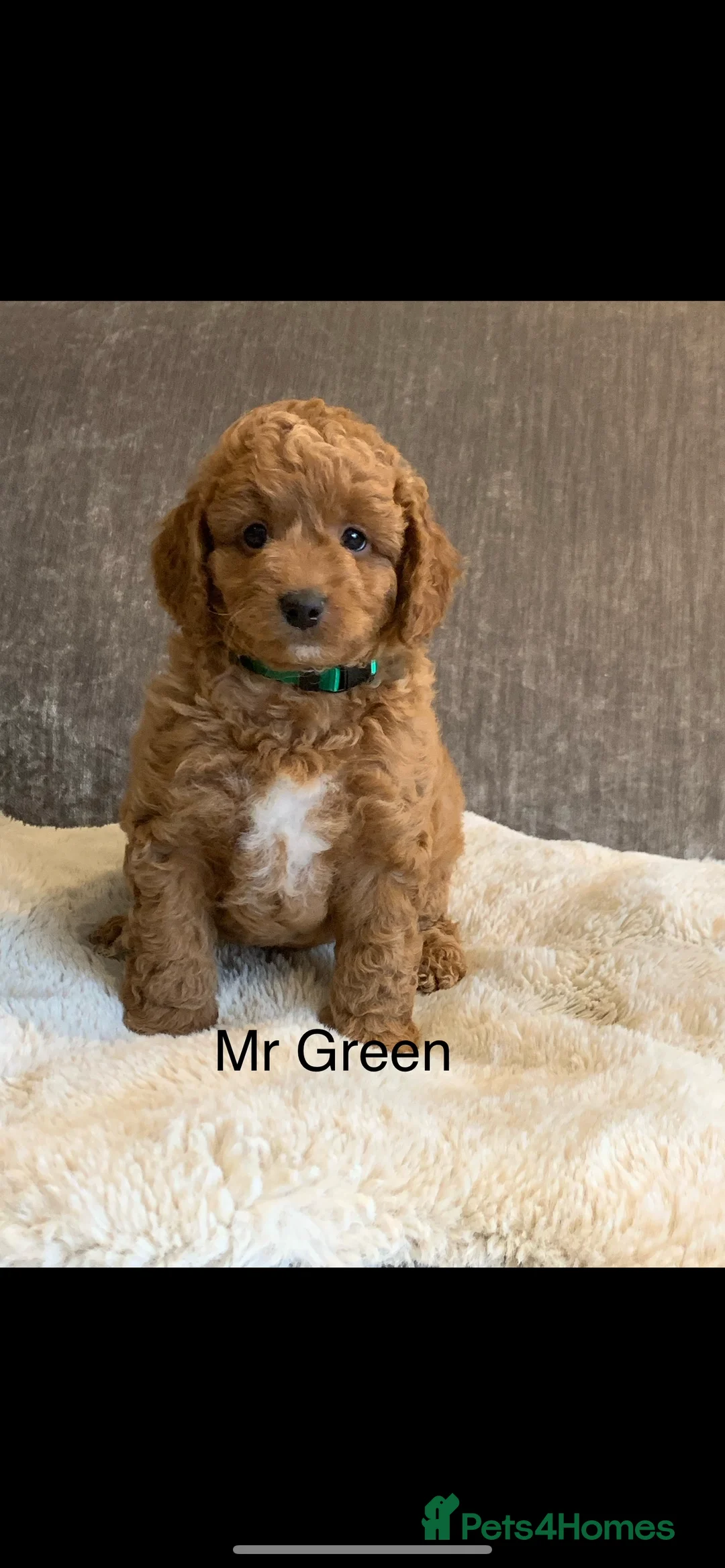 Labradoodle dogs for sale: Double Doddle puppies ( Health tested )  - Advert 20