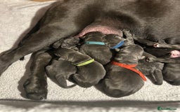 Cane Corso dogs for sale: Lupo D’Italia Kennels - Image 4