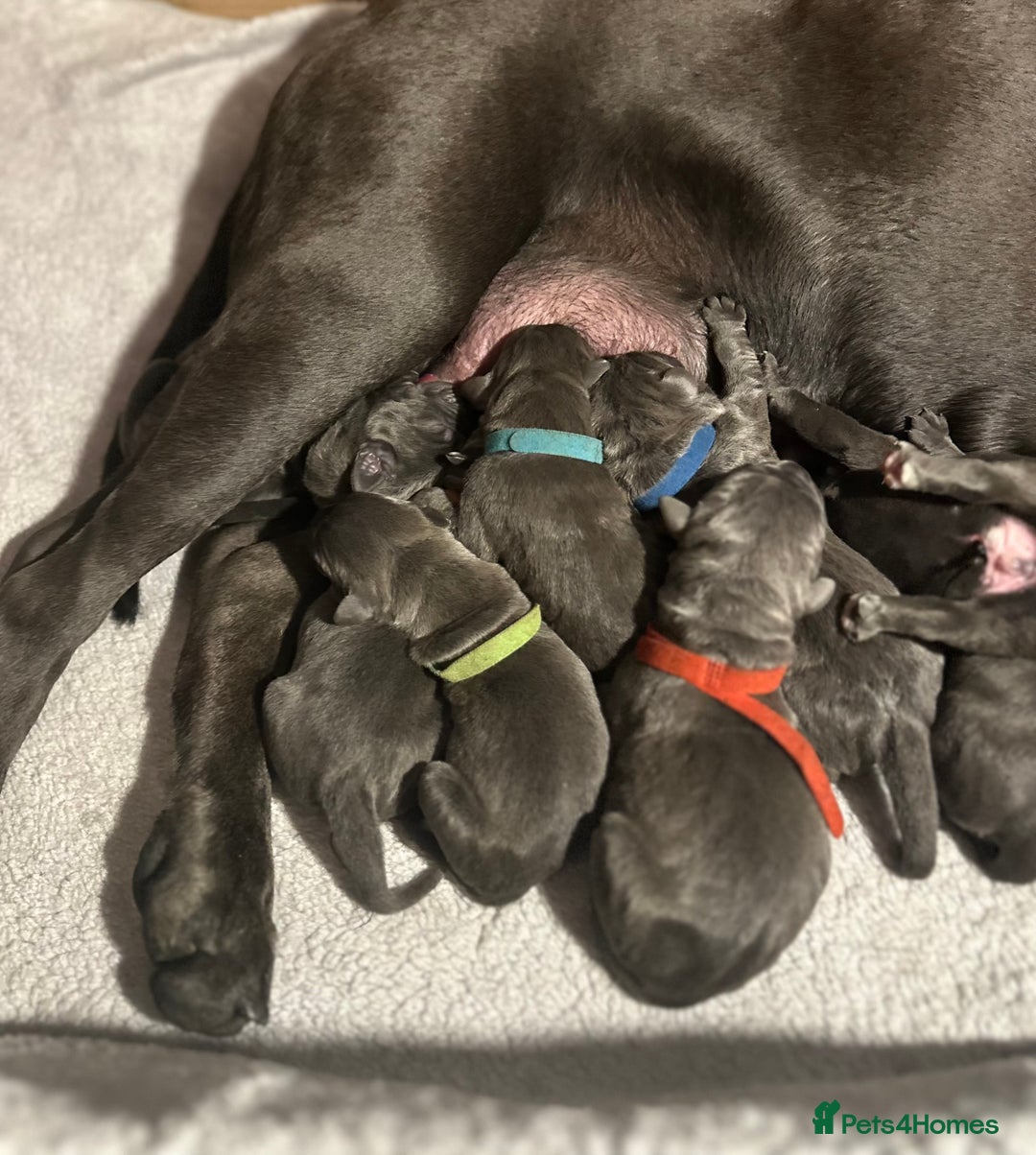 Cane Corso dogs for sale: Lupo D’Italia Kennels - Image 4