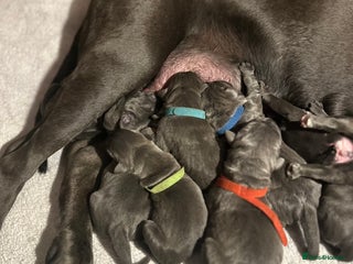 Cane Corso dogs Lupo D’Italia Kennels - Advert 18