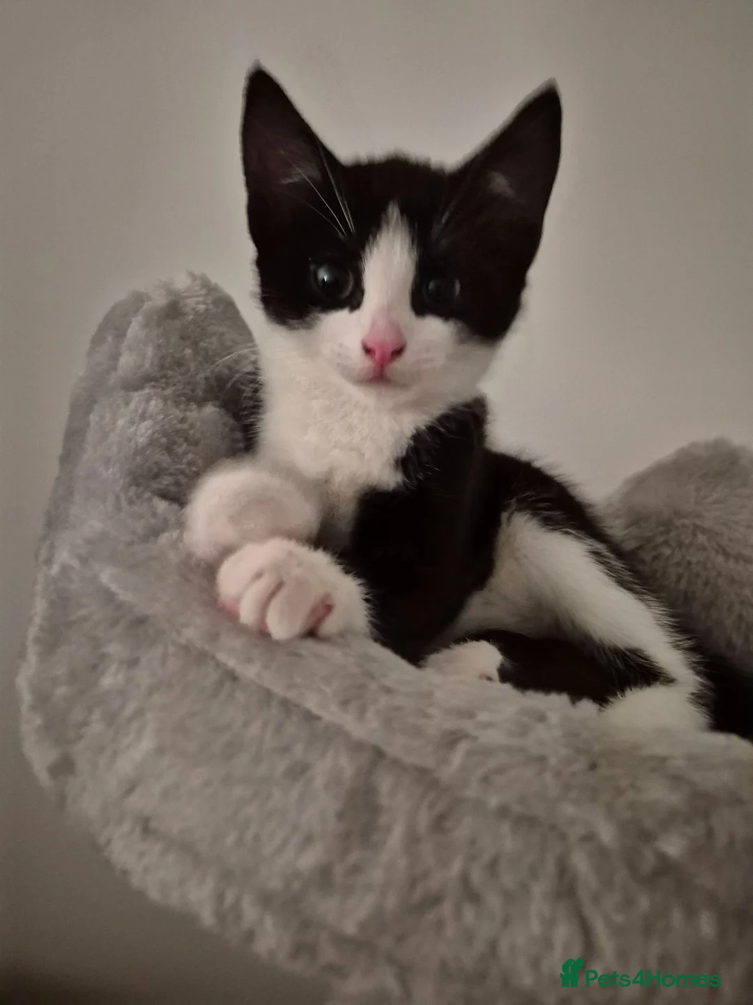 British Shorthair cats for sale: Cute Kittens - Advert 1