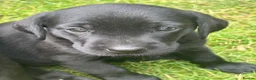 Labrador Retriever dogs for sale: KC registered Black Labrador Pups  - Advert 40