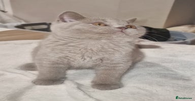 British Shorthair cats - Advert 2