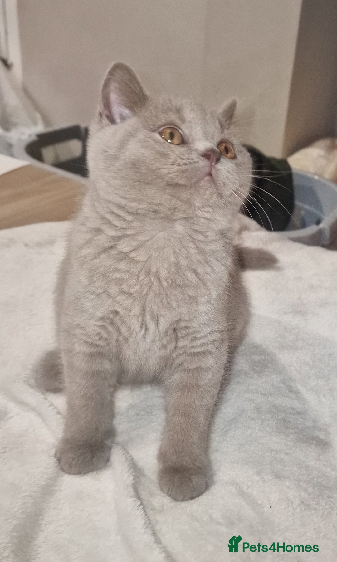 British Shorthair cats for sale: Gccf imperial champion pedigree british shorthair  - Image 2