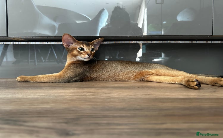Abyssinian cats - Advert 5