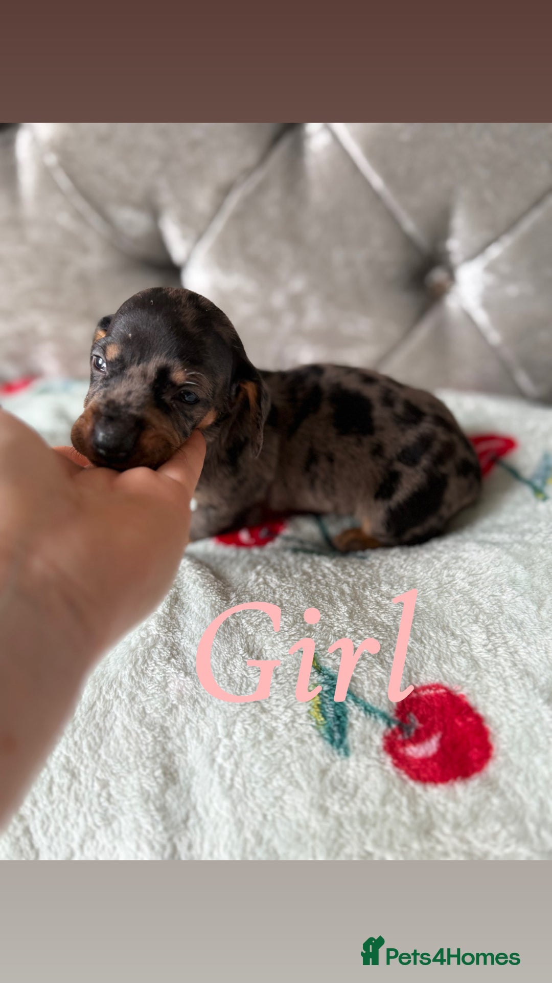 Miniature Dachshund dogs for sale: Adorable Miniature Dachshund Puppies for Sale! ❤️ - Image 6