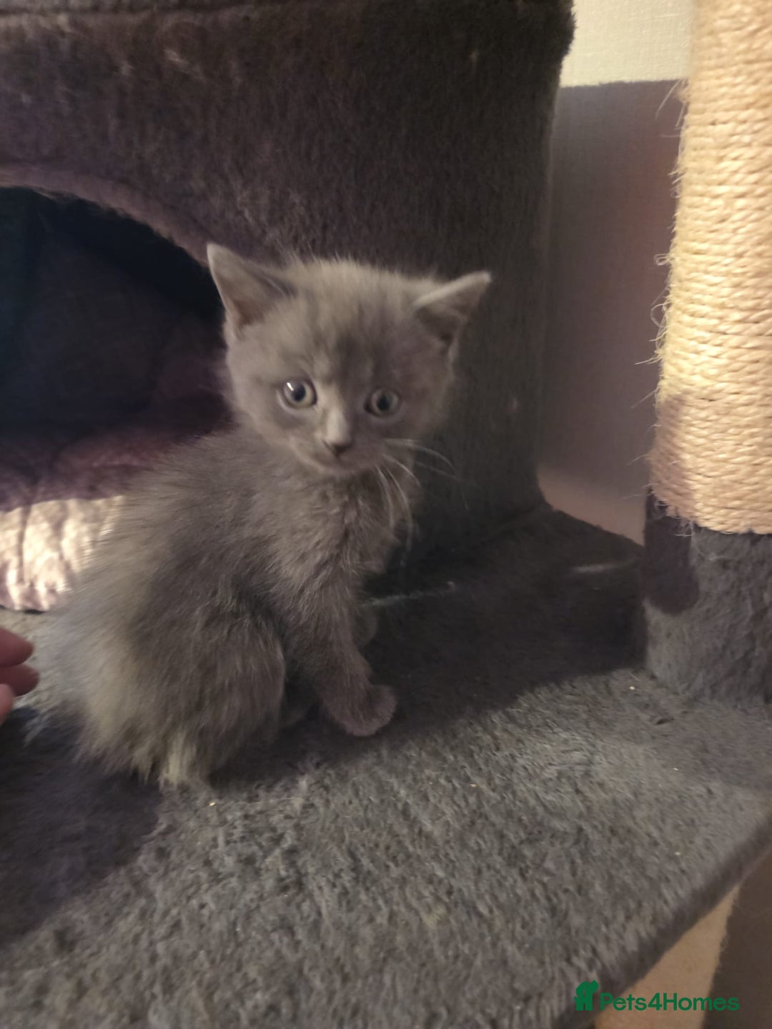 Russian Blue cats for sale: Russian Blue x - Image 4