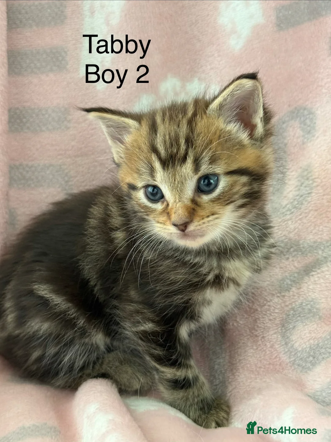 Maine Coon cats for sale: Maine Coon Cross Kittens  - Advert 32