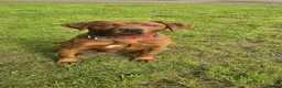 Labrador Retriever dogs for sale: Stunning Fox Red Labrador Litter - Health Tested - Advert 5