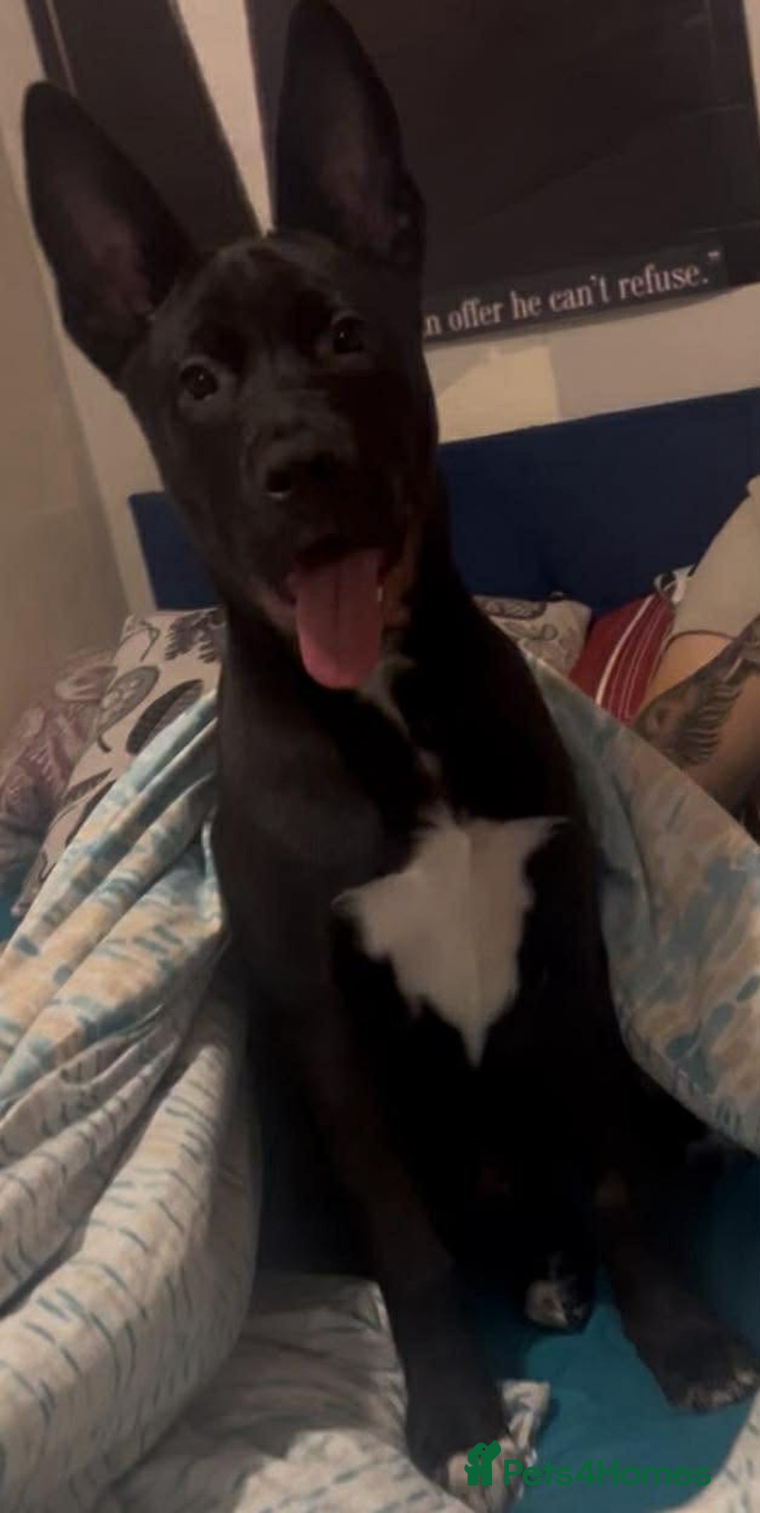 Mixed Breed dogs for sale: cane corso mix german shepard american akita - Advert 3