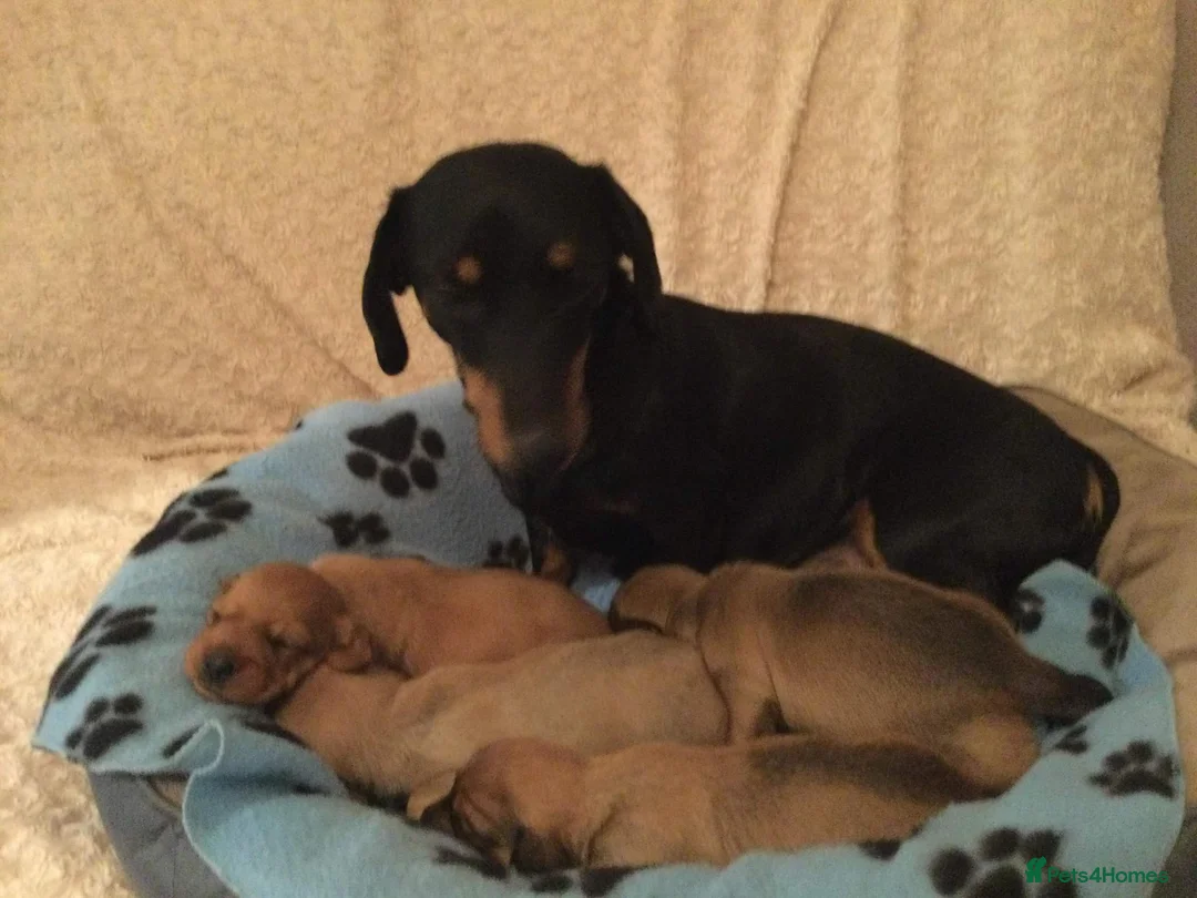 Miniature Dachshund dogs for stud: Quality Cream Long Haired Mini Dachshund in Launceston - Advert 17