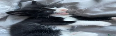 Mixed Breed Kitten 3
