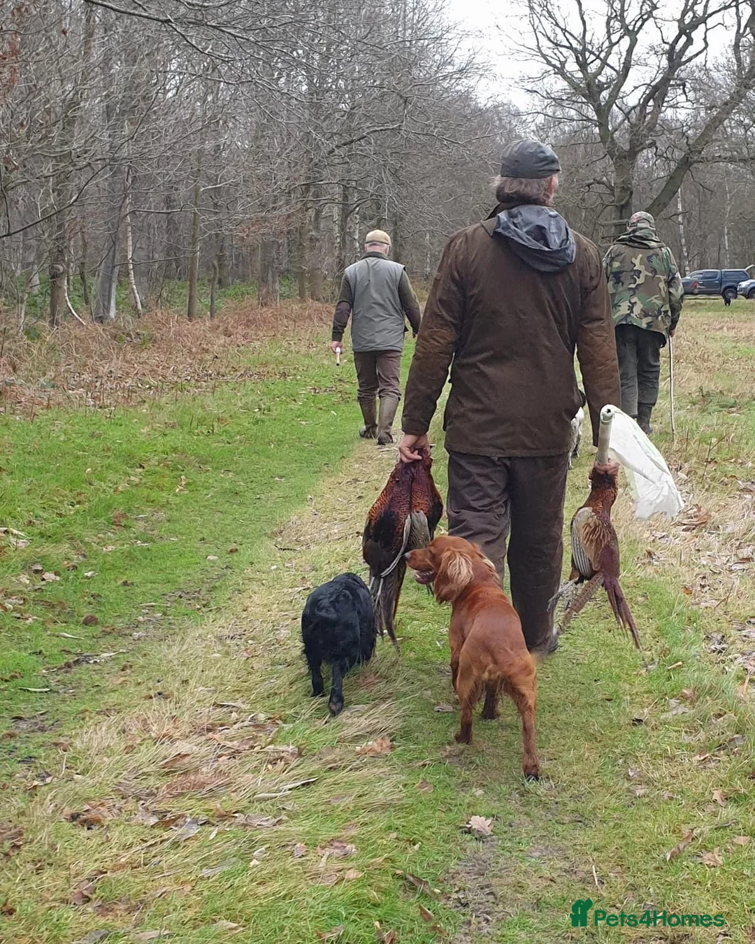 Cocker Spaniel dogs for stud: Fully health tested working Cocker Spaniel at Stud in Ipswich - Advert 5