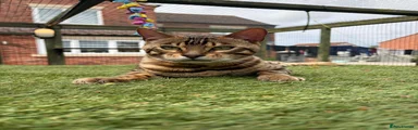 Bengal Kitten 1
