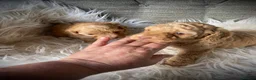 Cockapoo dogs for sale: Multi generation DNA Health Clear Cockapoo Pups  - Advert 28
