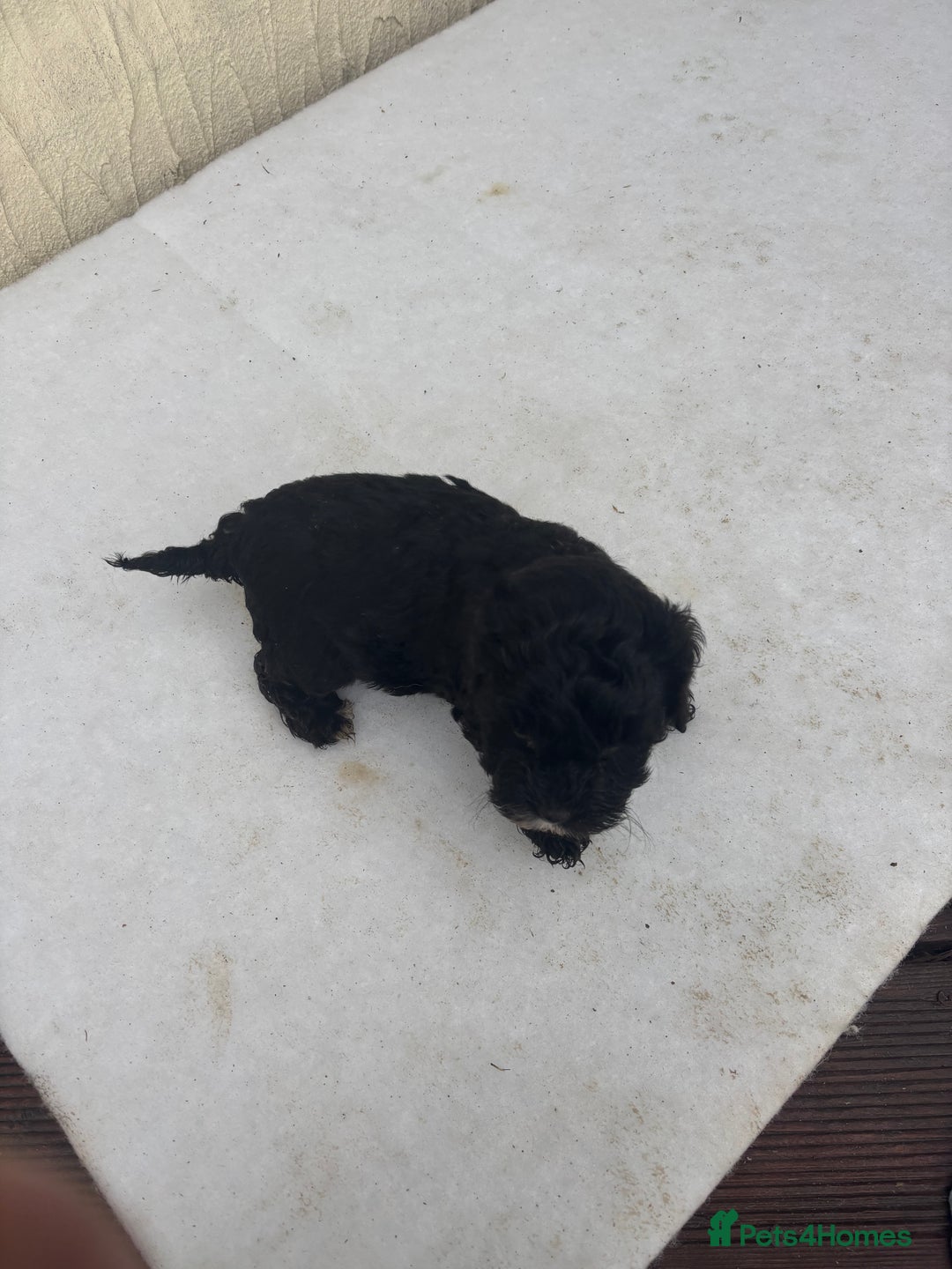 Mixed Breed dogs for sale: Lucus terrier cross toy poodle puppies - Advert 14
