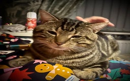 Domestic Shorthair cats for sale: 2 Beautiful Males (selling due2my partners illness - Image 7